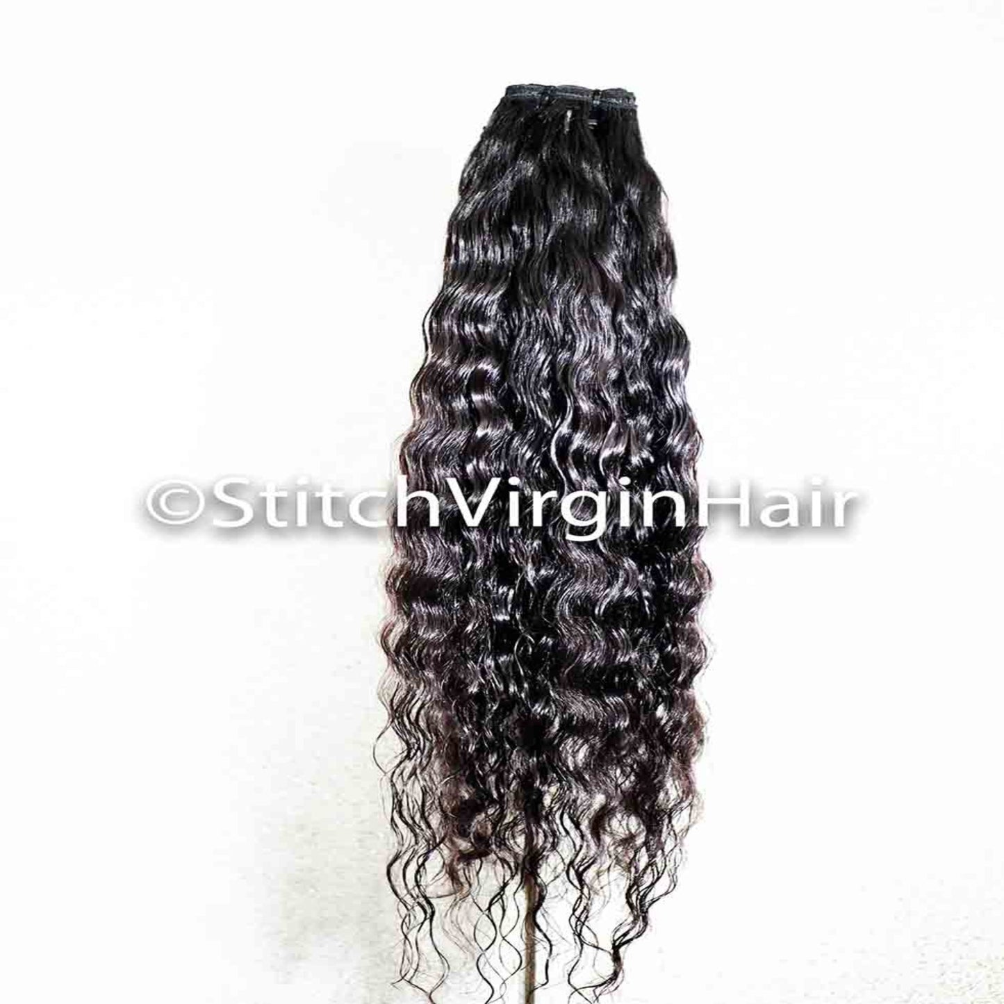 Burmese Curly